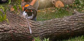 Best Emergency Tree Removal  in Rosemont, PA