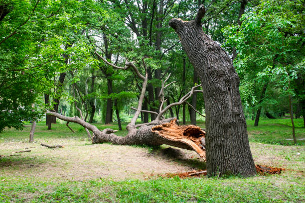 Best Lawn Disease Treatment  in Rosemont, PA