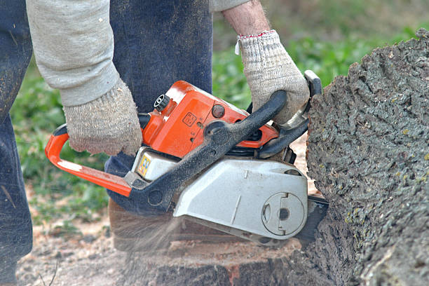 How Our Tree Care Process Works  in  Rosemont, PA