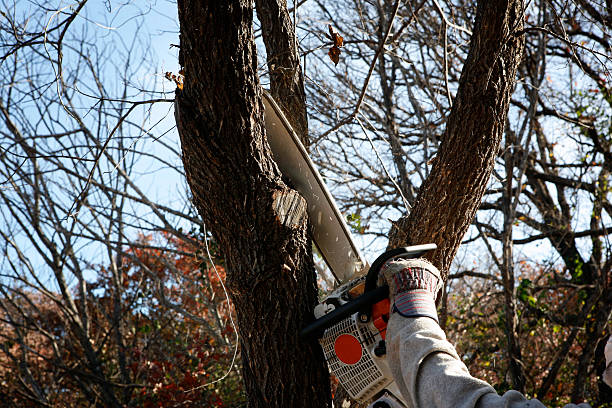 Reliable Rosemont, PA Tree Care Solutions