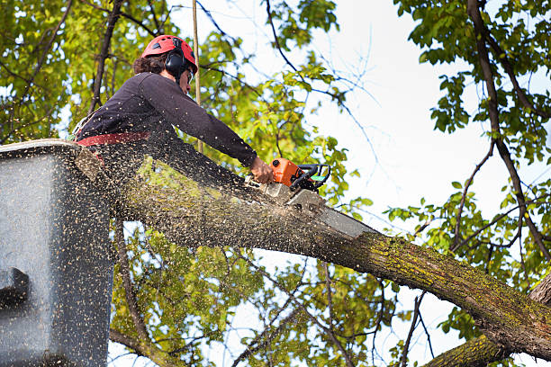 Best Tree Cabling and Bracing  in Rosemont, PA