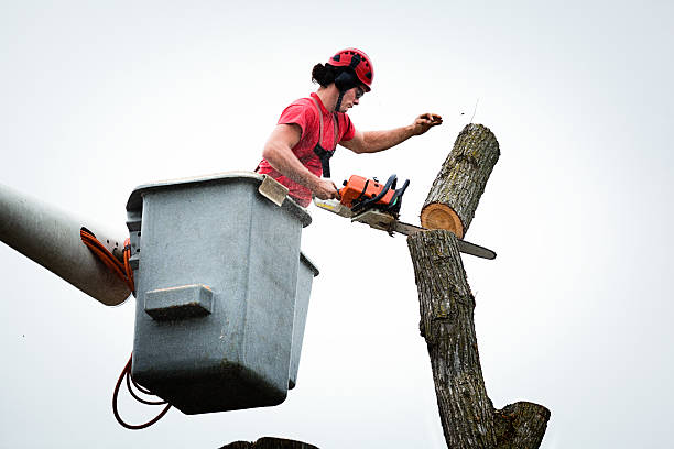 Best Fruit Tree Pruning  in Rosemont, PA