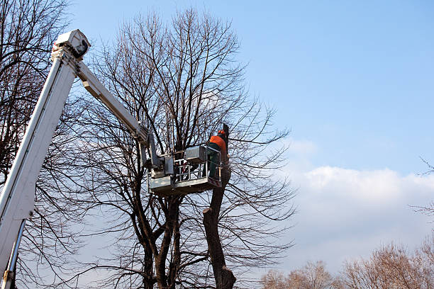 Best Tree Health Inspection  in Rosemont, PA